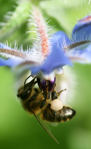 abeille-cosmetique-bio.jpg